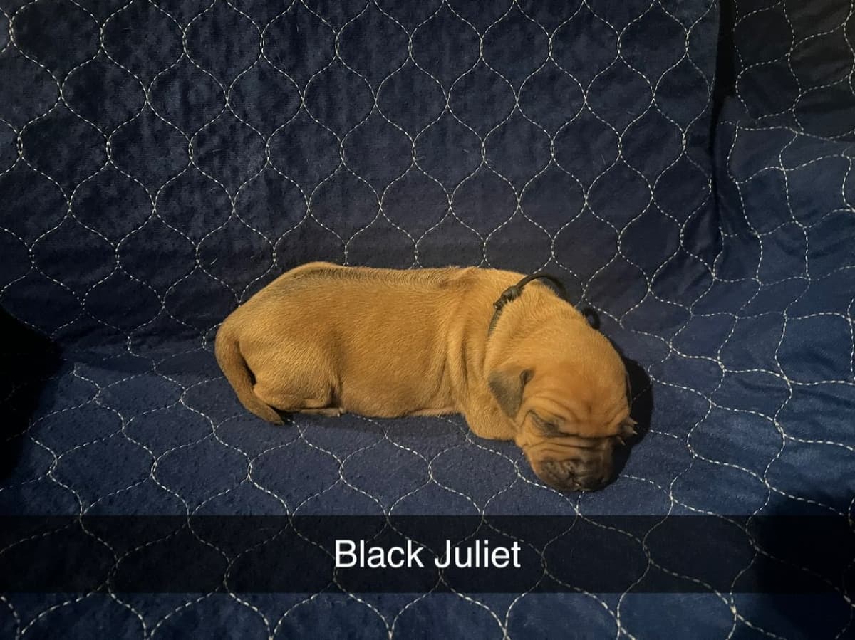 Rhodesian Ridgeback Puppies breeder image 10