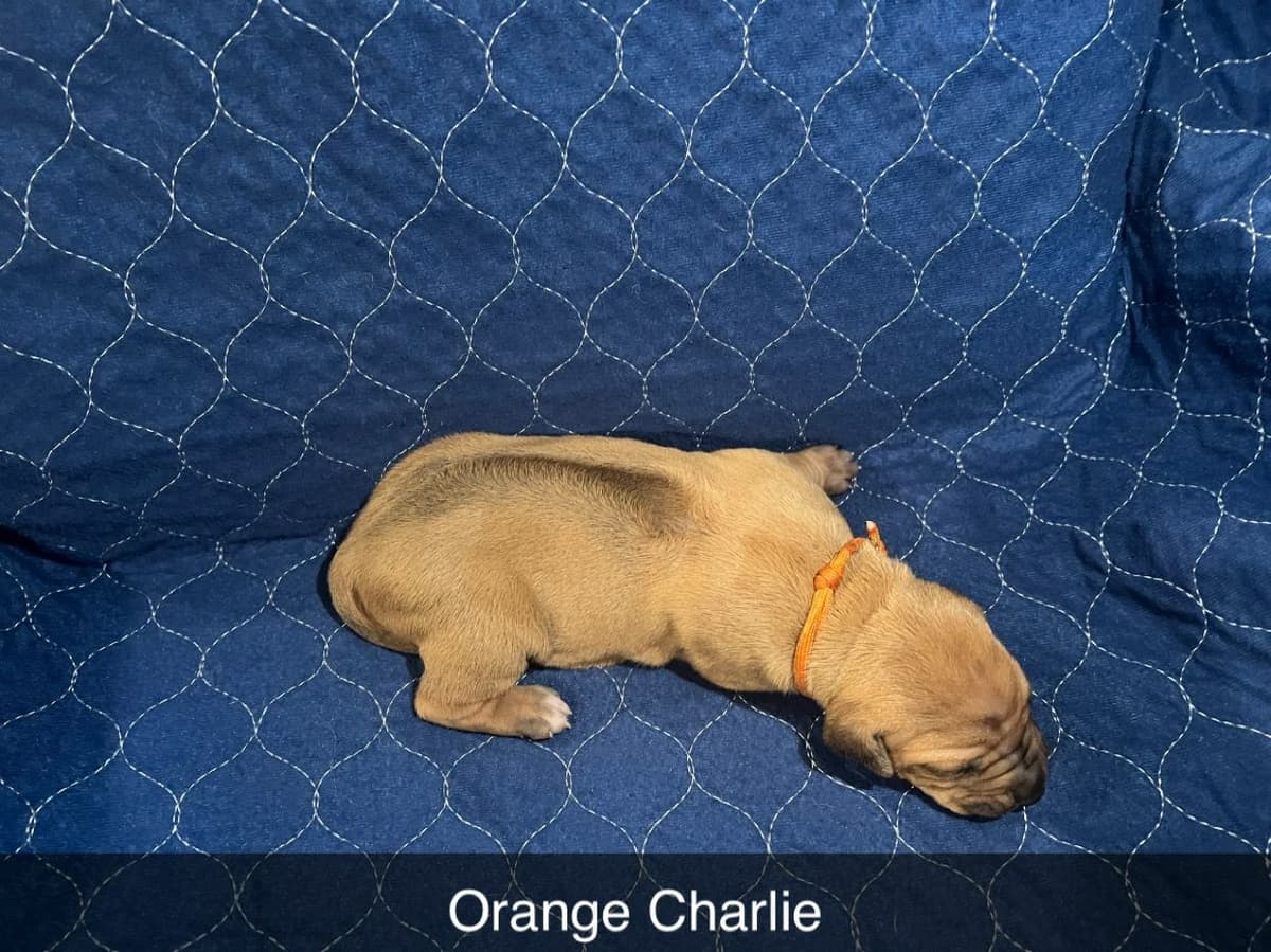 Rhodesian Ridgeback Puppies breeder image 3