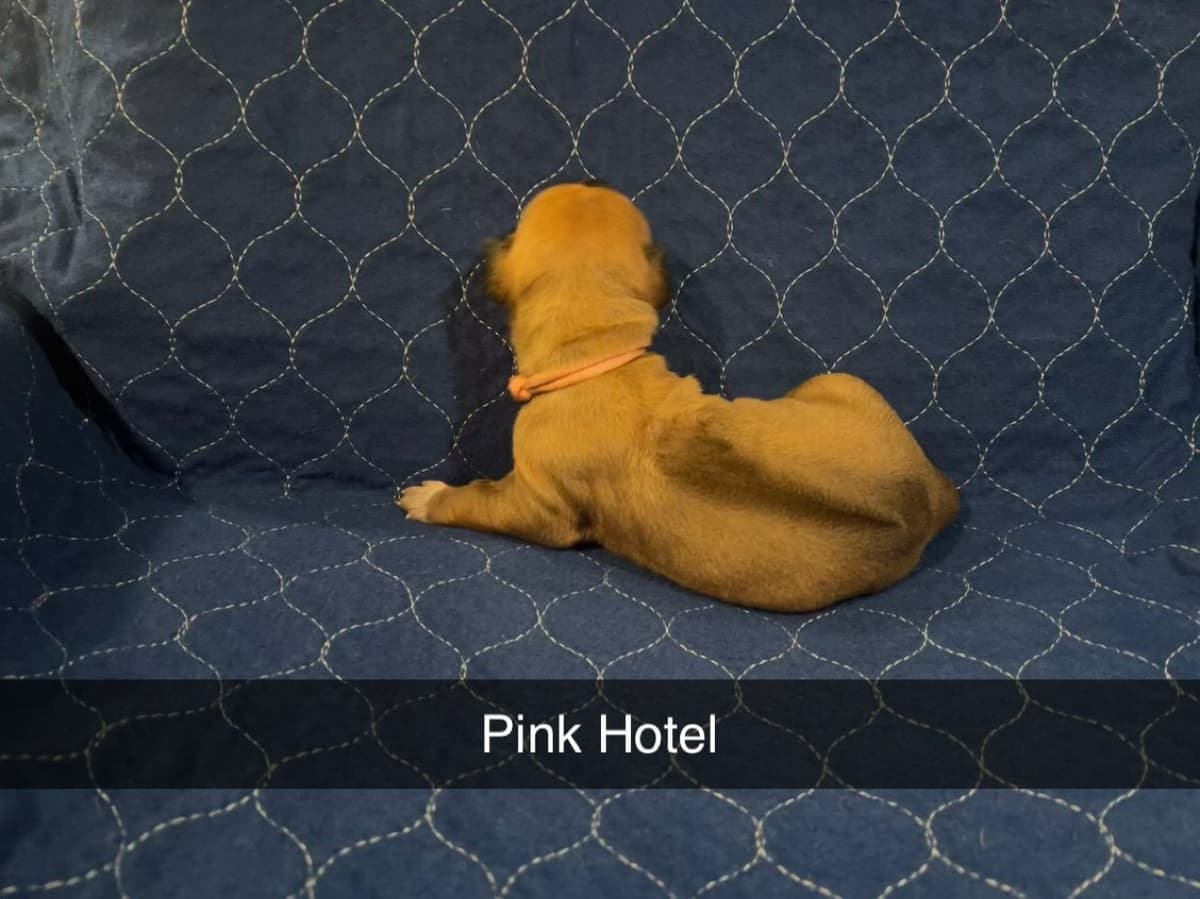 Rhodesian Ridgeback Puppies breeder image 8