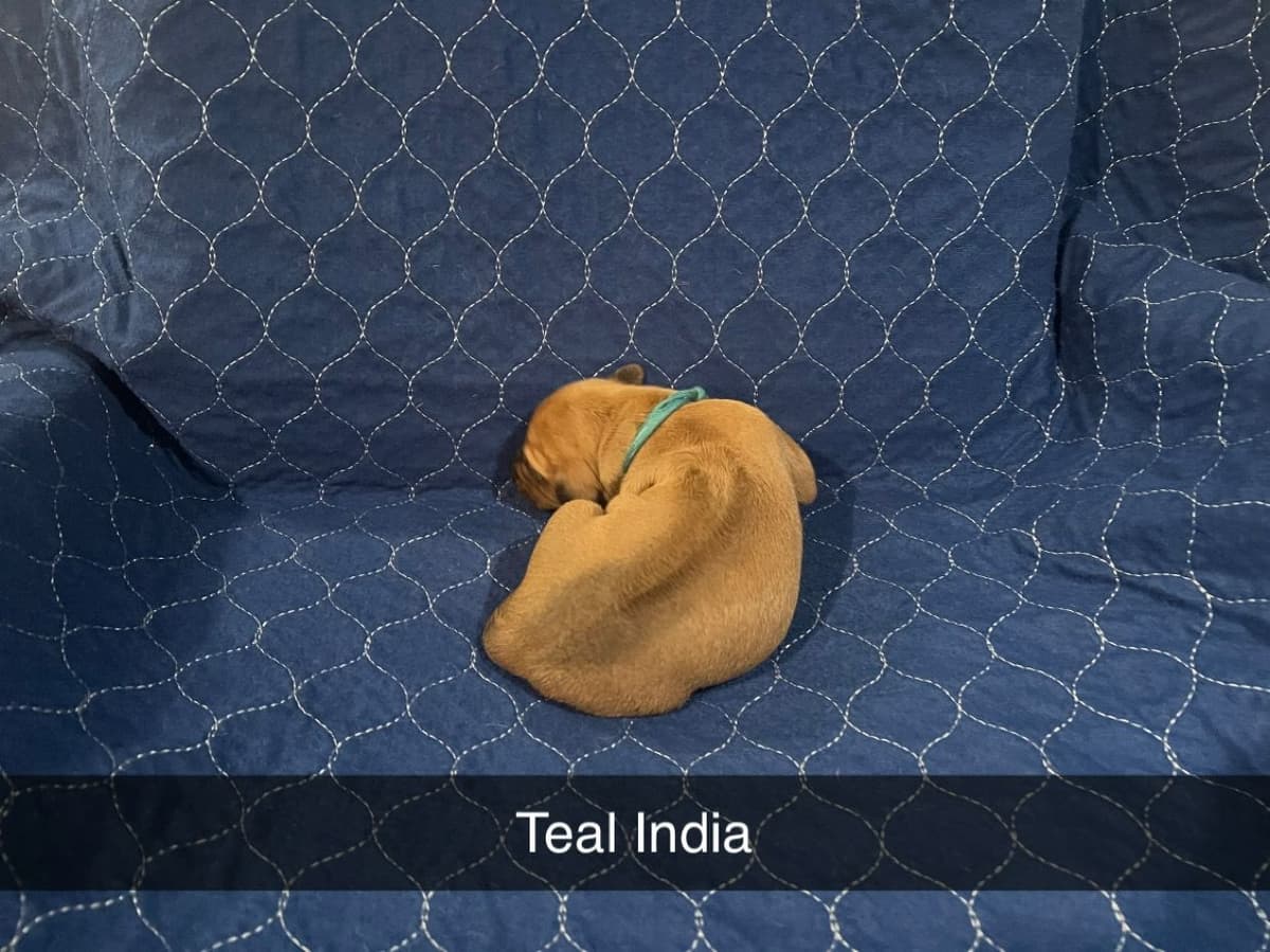 Rhodesian Ridgeback Puppies breeder image 9