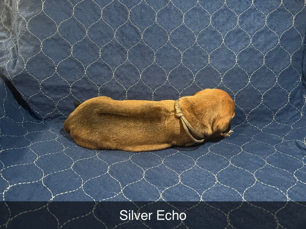 Rhodesian Ridgeback Puppies breeder image 5
