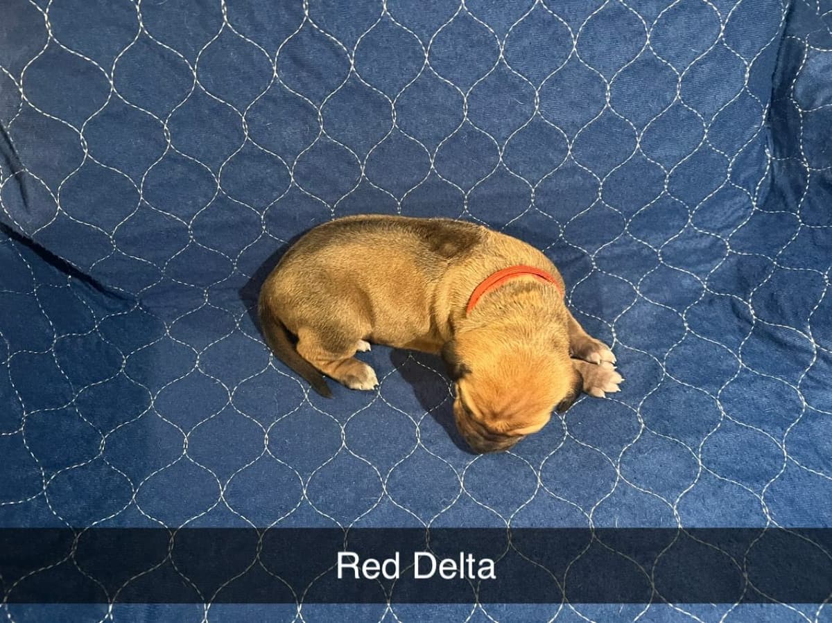 Rhodesian Ridgeback Puppies breeder image 4