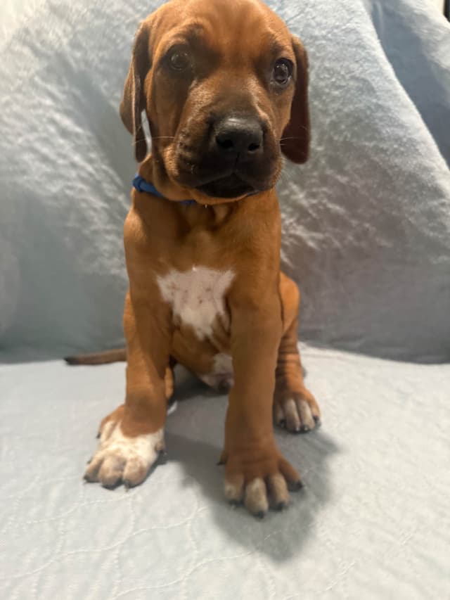 Rhodesian Ridgeback Puppies media 10