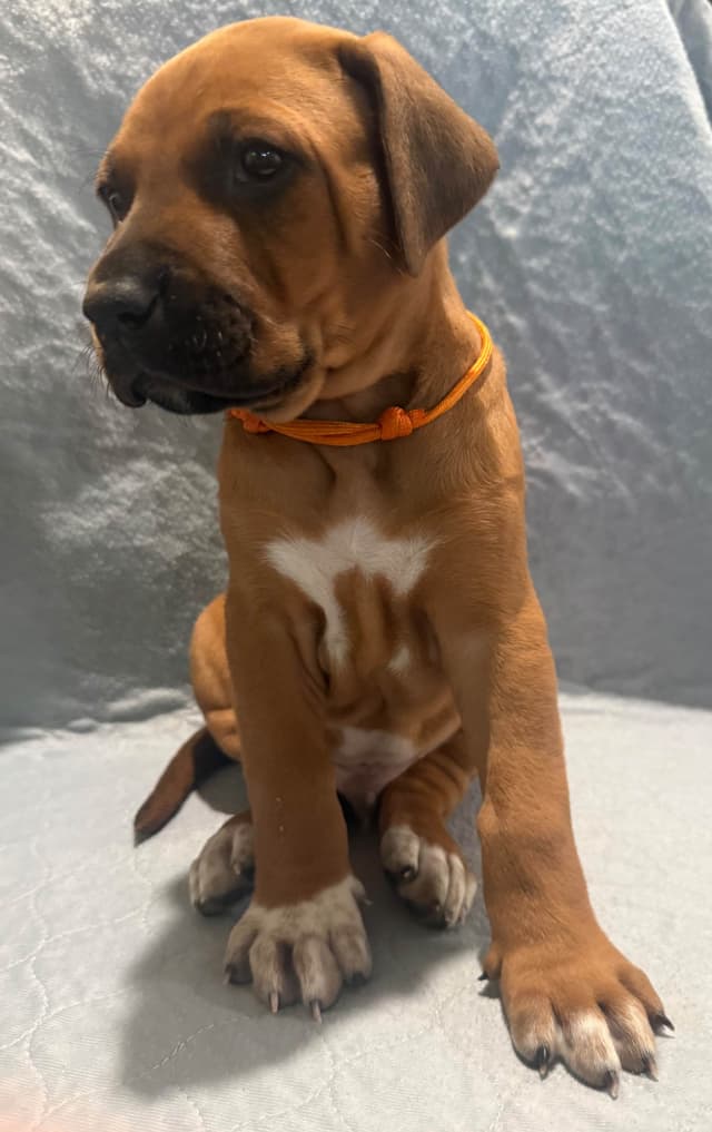 Rhodesian Ridgeback Puppies media 4