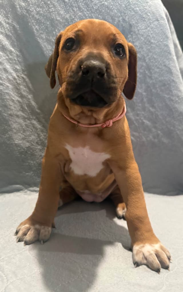Rhodesian Ridgeback Puppies media 16