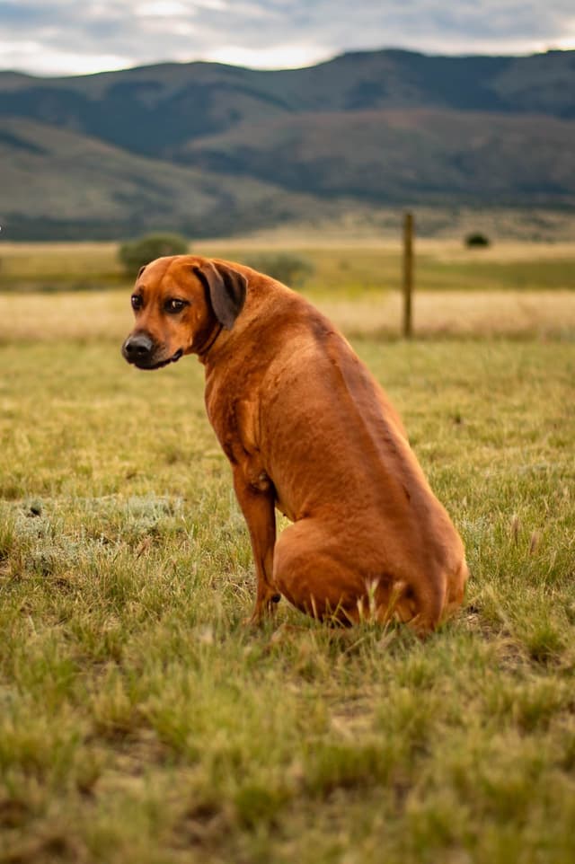 Rhodesian Ridgeback Puppies media 19