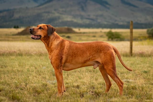 Rhodesian Ridgeback Puppies media 20