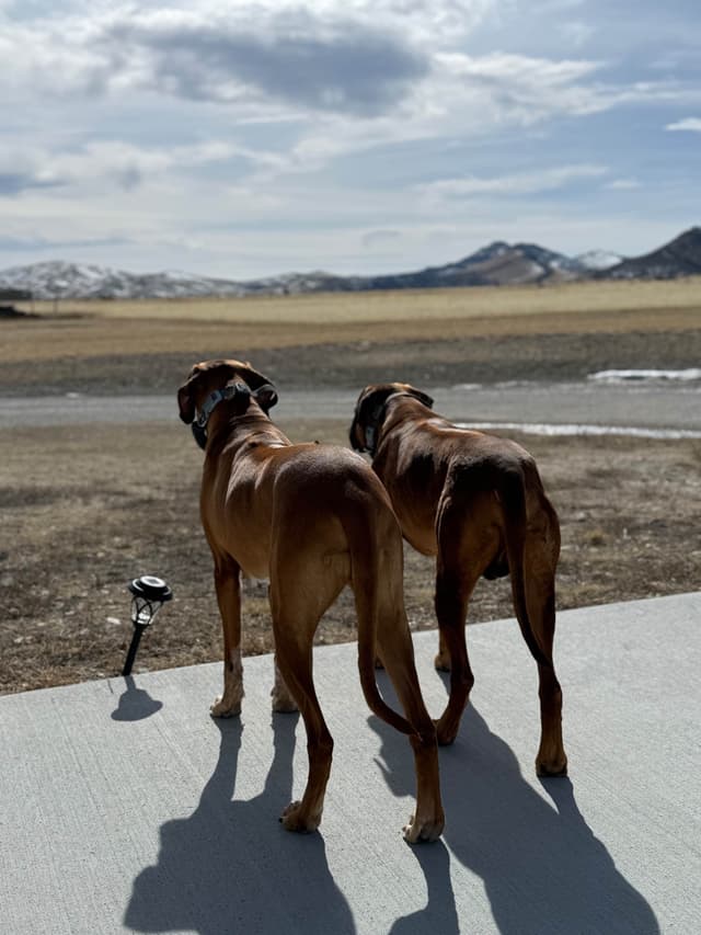 Rhodesian Ridgeback Puppies media 23
