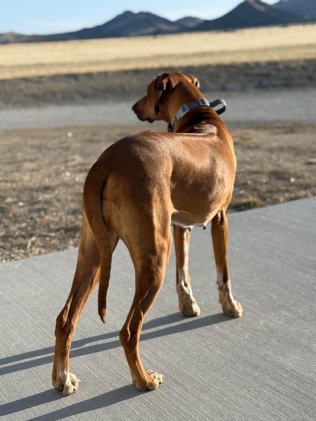 Rhodesian Ridgeback Puppies media 21