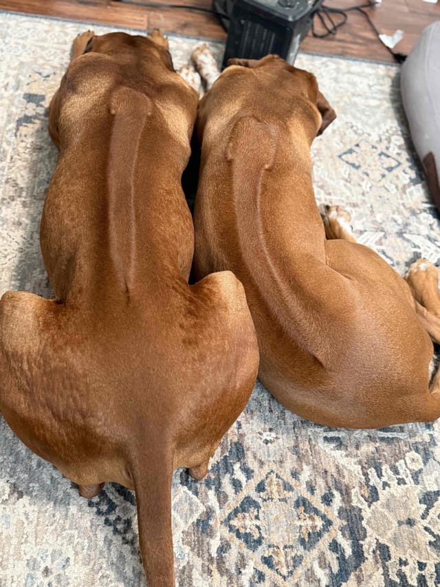 Rhodesian Ridgeback Puppies media 24