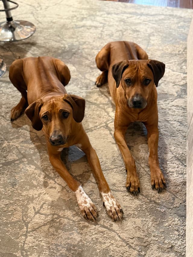 Rhodesian Ridgeback Puppies media 25