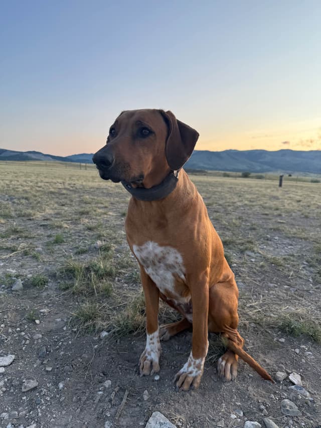 Rhodesian Ridgeback Puppies media 22