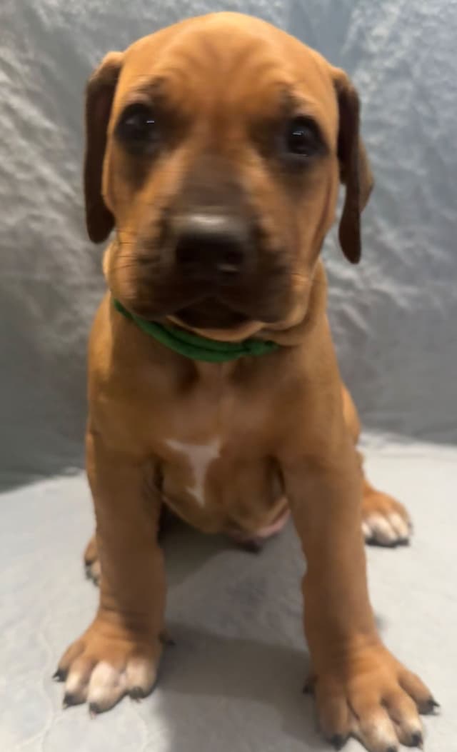 Rhodesian Ridgeback Puppies media 7