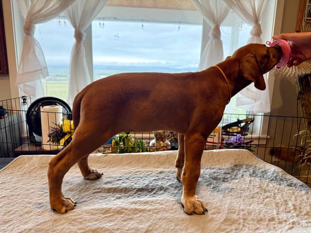 Rhodesian Ridgeback Puppies media 5