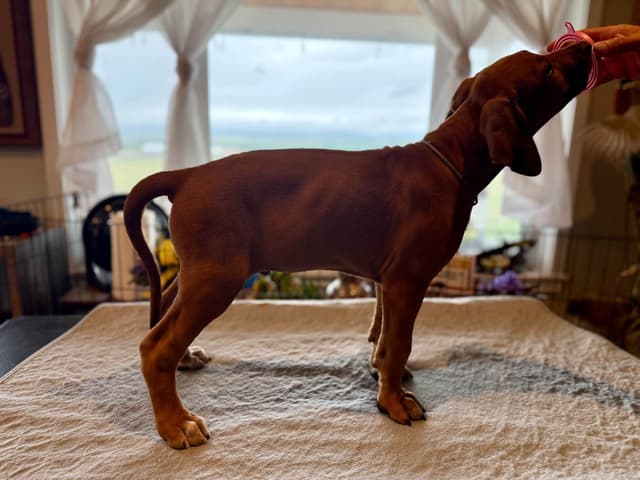 Rhodesian Ridgeback Puppies media 14