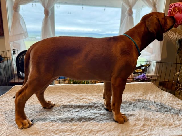 Rhodesian Ridgeback Puppies media 2