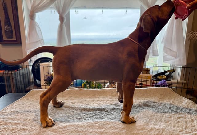 Rhodesian Ridgeback Puppies media 17