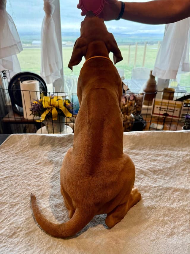 Rhodesian Ridgeback Puppies media 6
