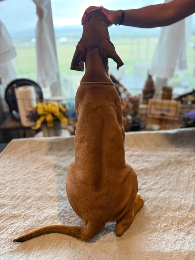 Rhodesian Ridgeback Puppies media 15