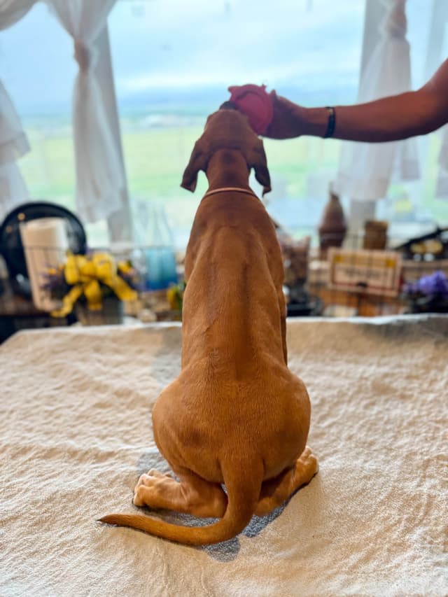 Rhodesian Ridgeback Puppies media 18