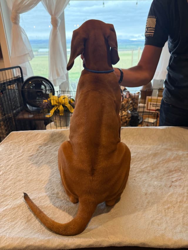 Rhodesian Ridgeback Puppies media 12