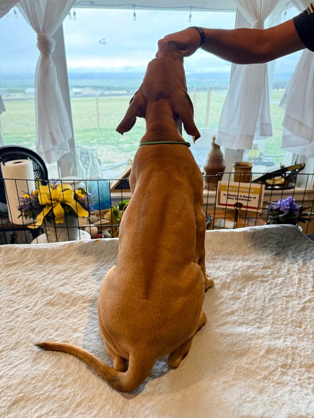 Rhodesian Ridgeback Puppies media 9