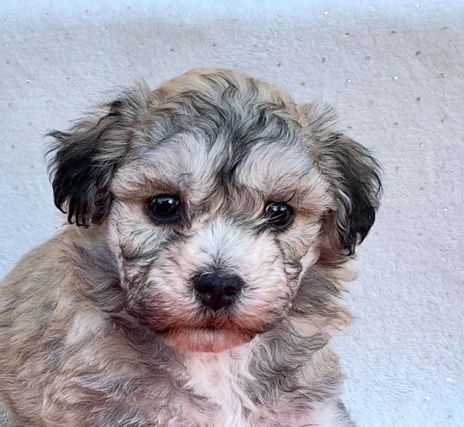 Beautiful Havanese Puppies. Call or text 717-807-7934 breeder image 5