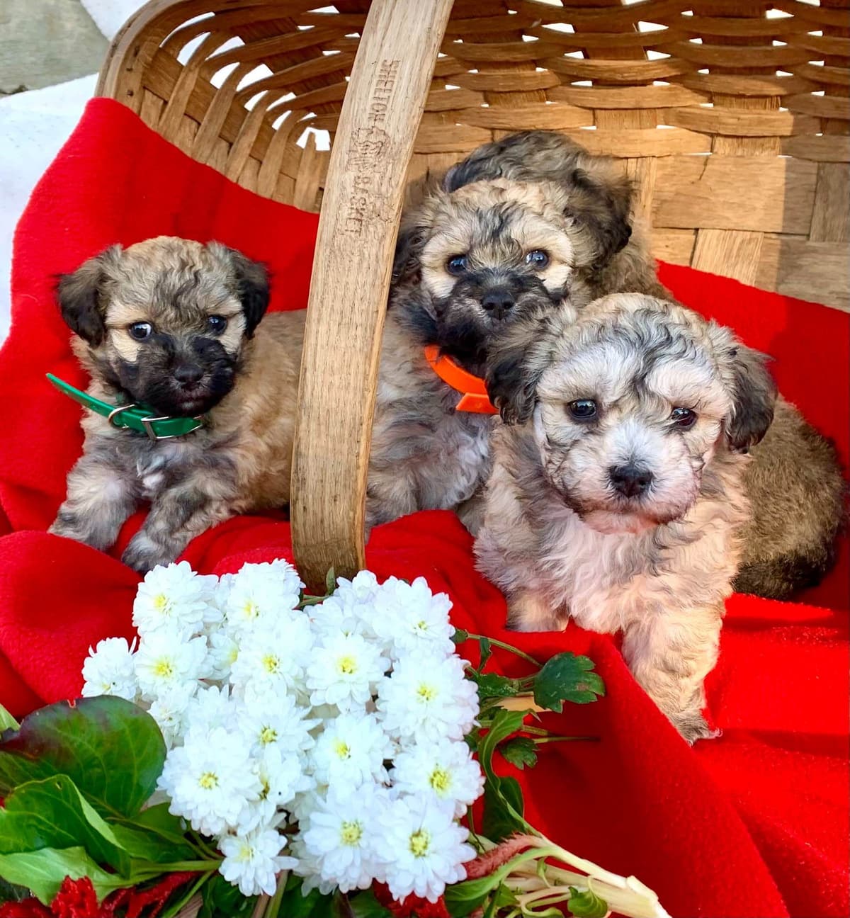 Beautiful Havanese Puppies. Call or text 717-807-7934 breeder image 4