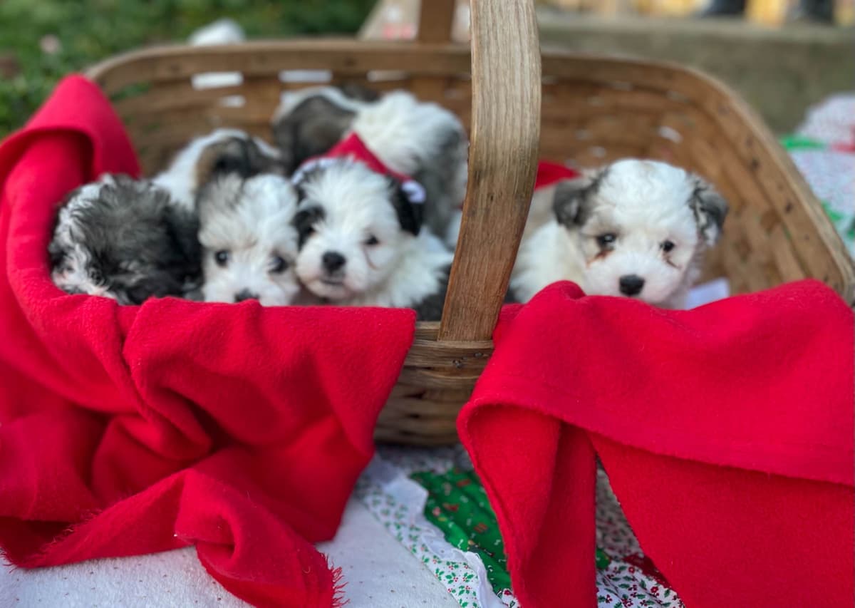 Beautiful Havanese Puppies. Call or text 717-807-7934 breeder image 9