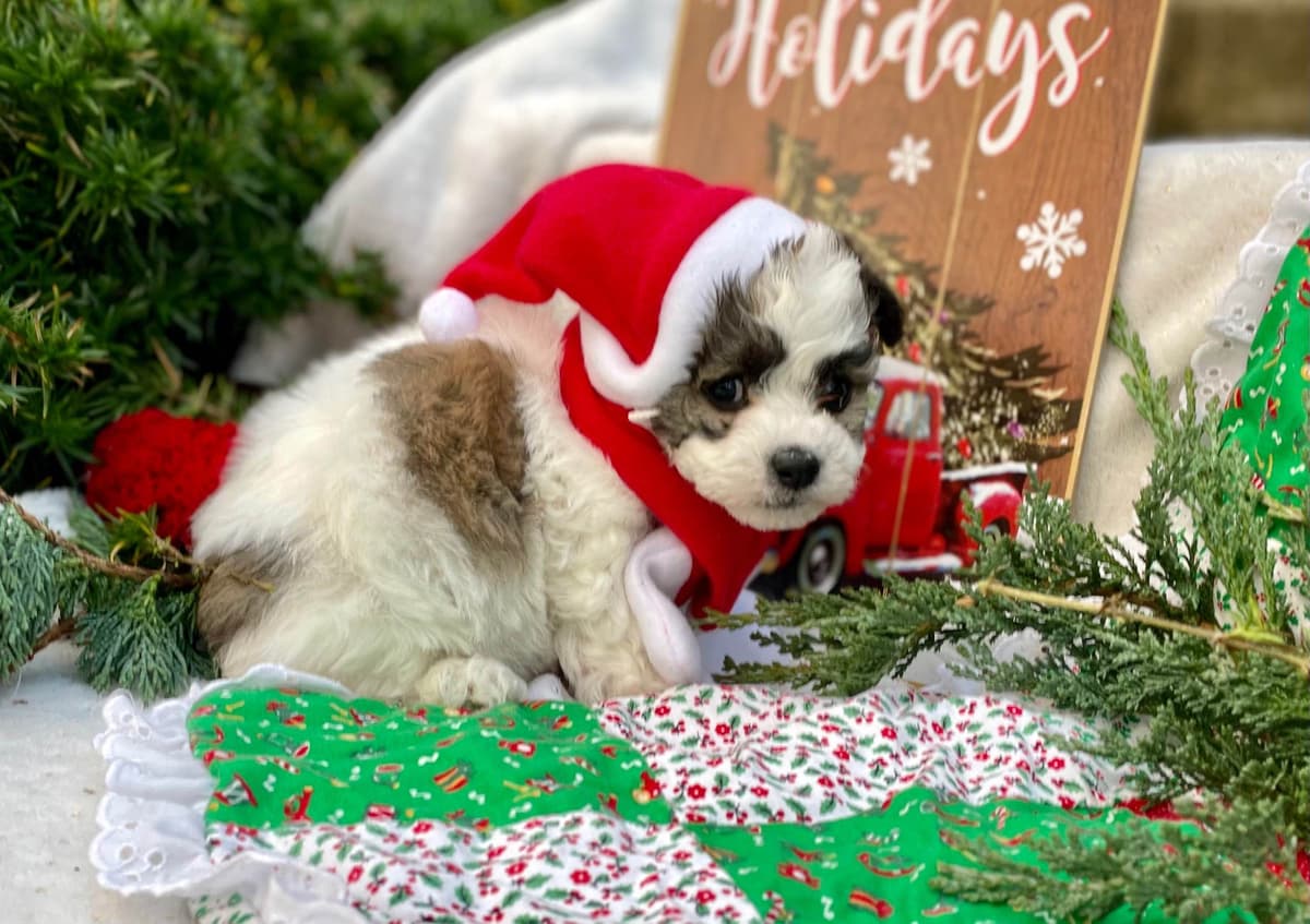 Beautiful Havanese Puppies. Call or text 717-807-7934 breeder image 11