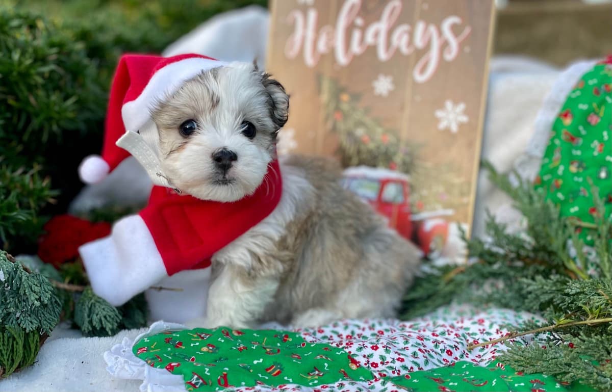 Beautiful Havanese Puppies. Call or text 717-807-7934 breeder image 12