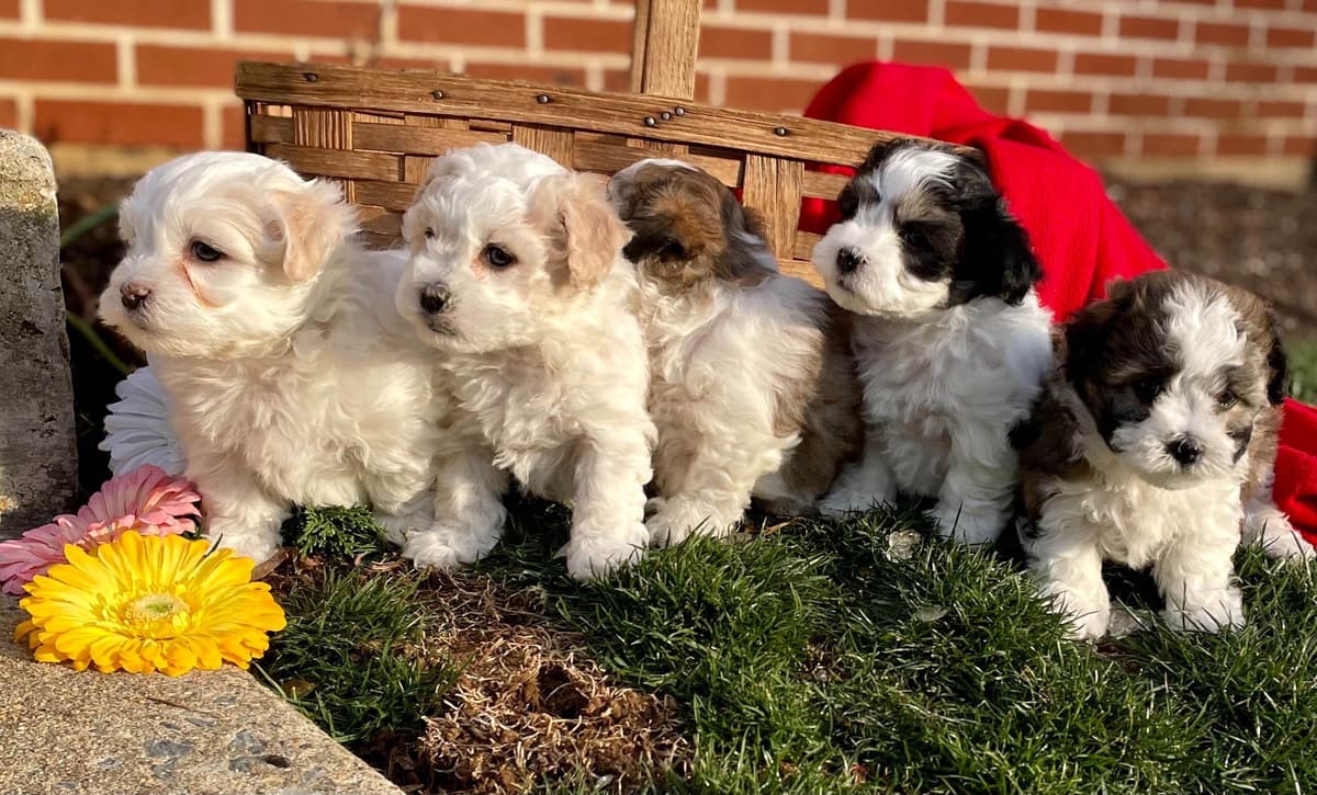 Beautiful Havanese Puppies. Call or text 717-807-7934 breeder image 14