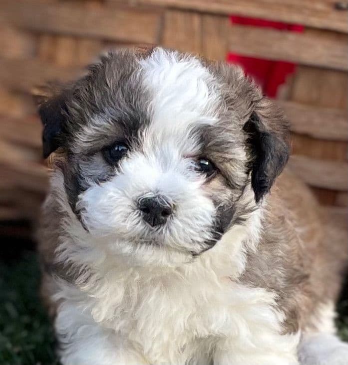 Beautiful Havanese Puppies. Call or text 717-807-7934 breeder image 15