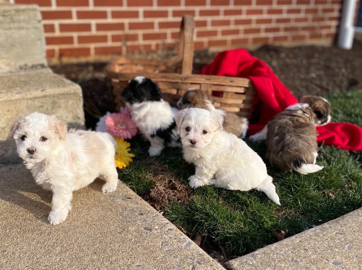 Beautiful Havanese Puppies. Call or text 717-807-7934 breeder image 16