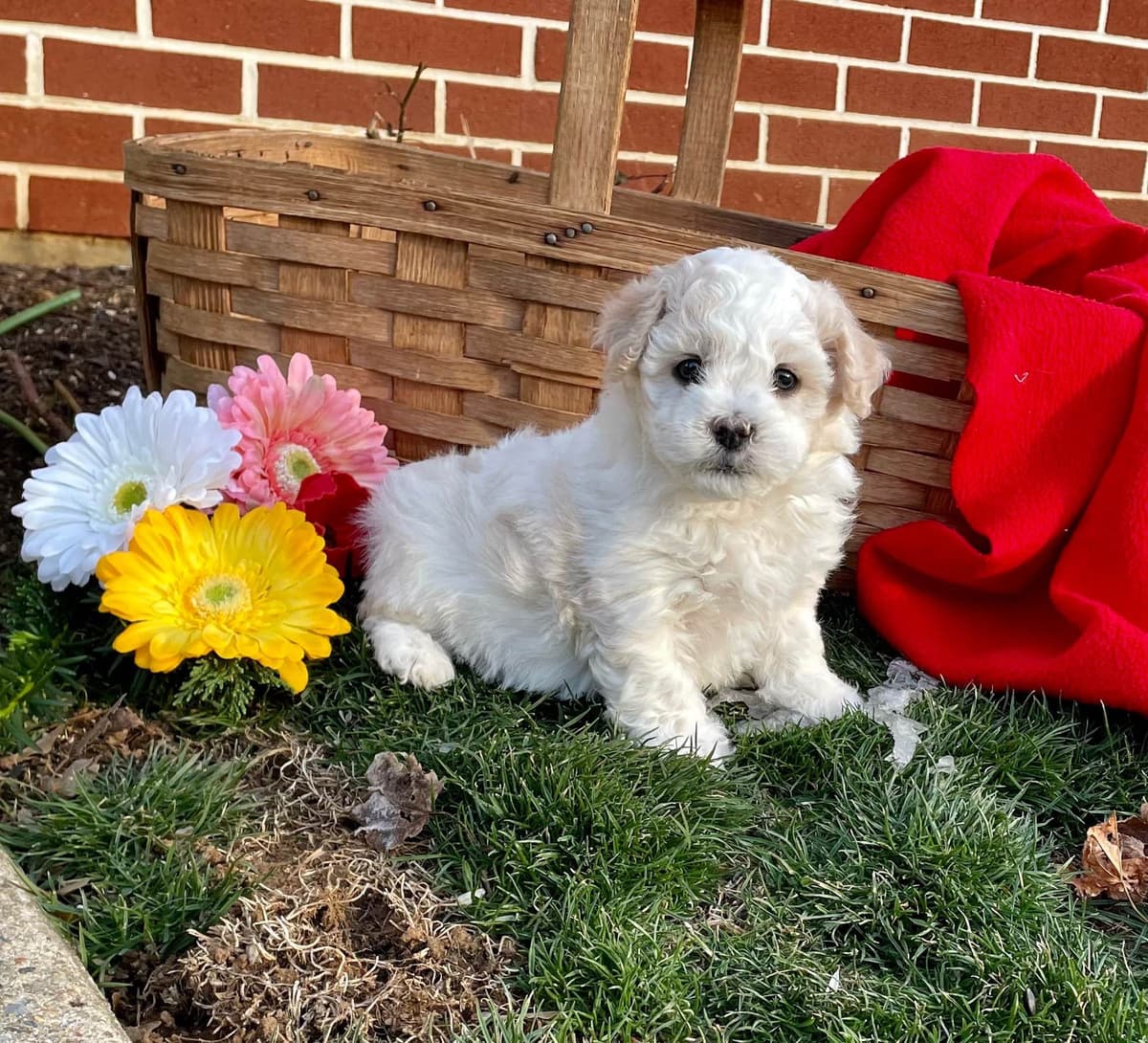 Beautiful Havanese Puppies. Call or text 717-807-7934 breeder image 17