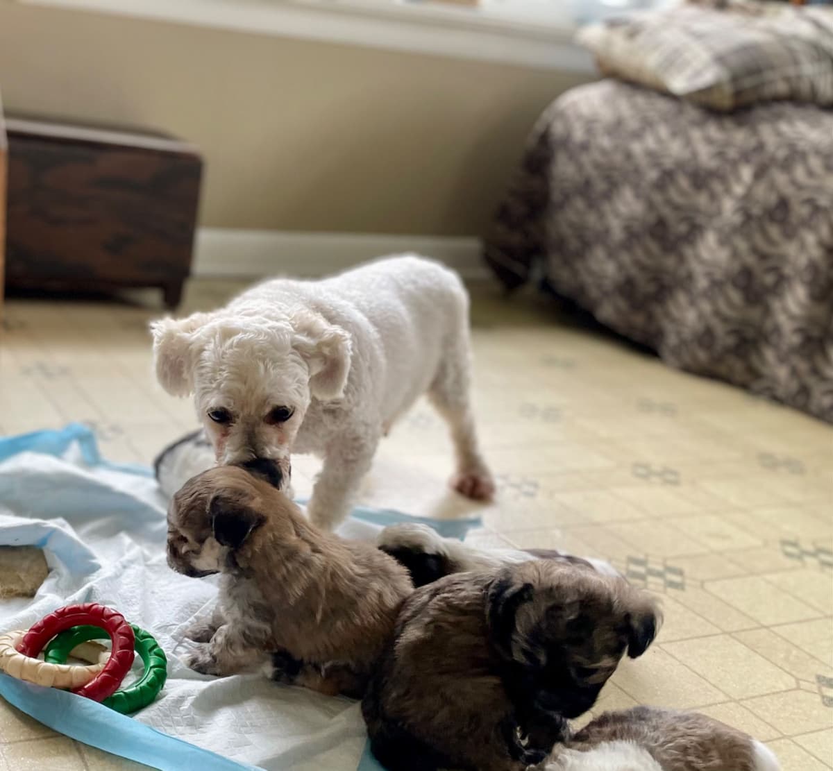Beautiful Havanese Puppies. Call or text 717-807-7934 breeder image 18
