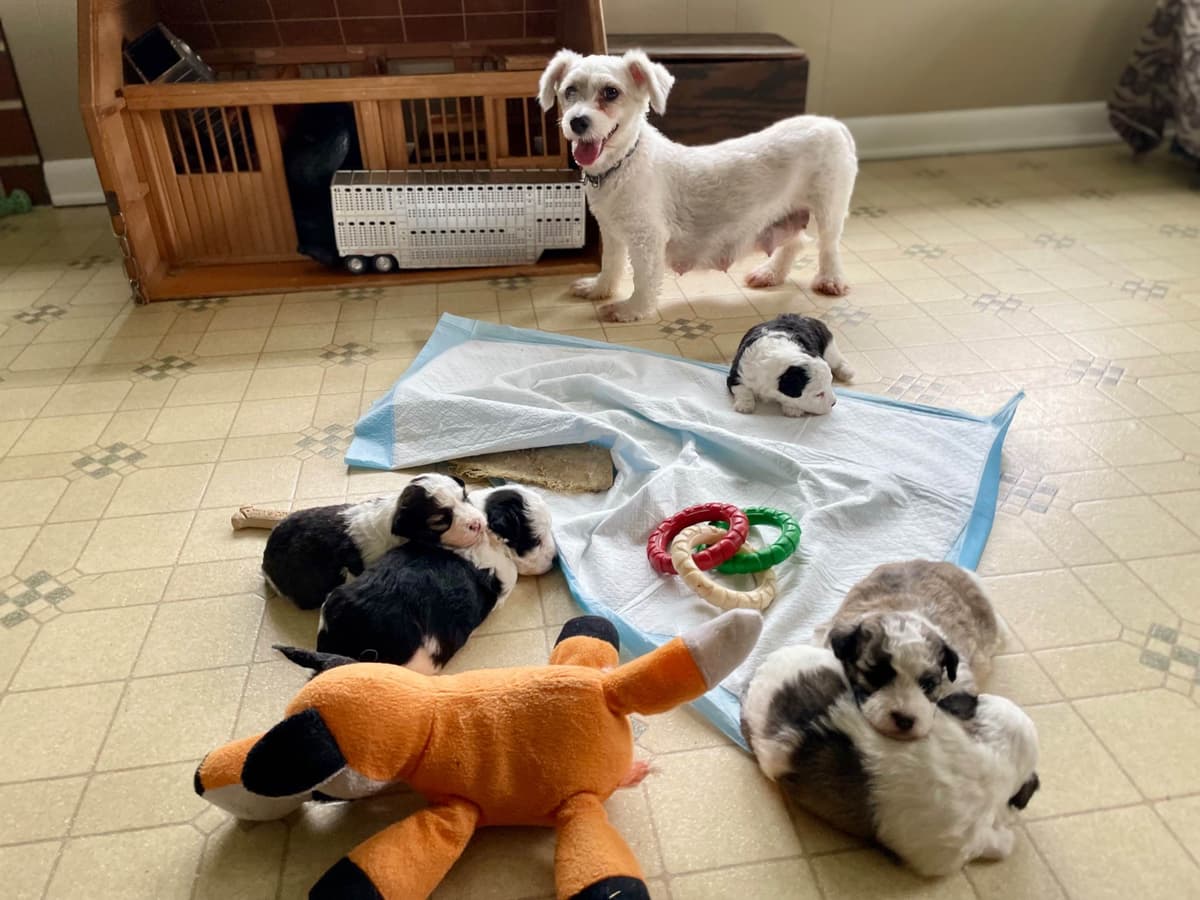 Beautiful Havanese Puppies. Call or text 717-807-7934 breeder image 19