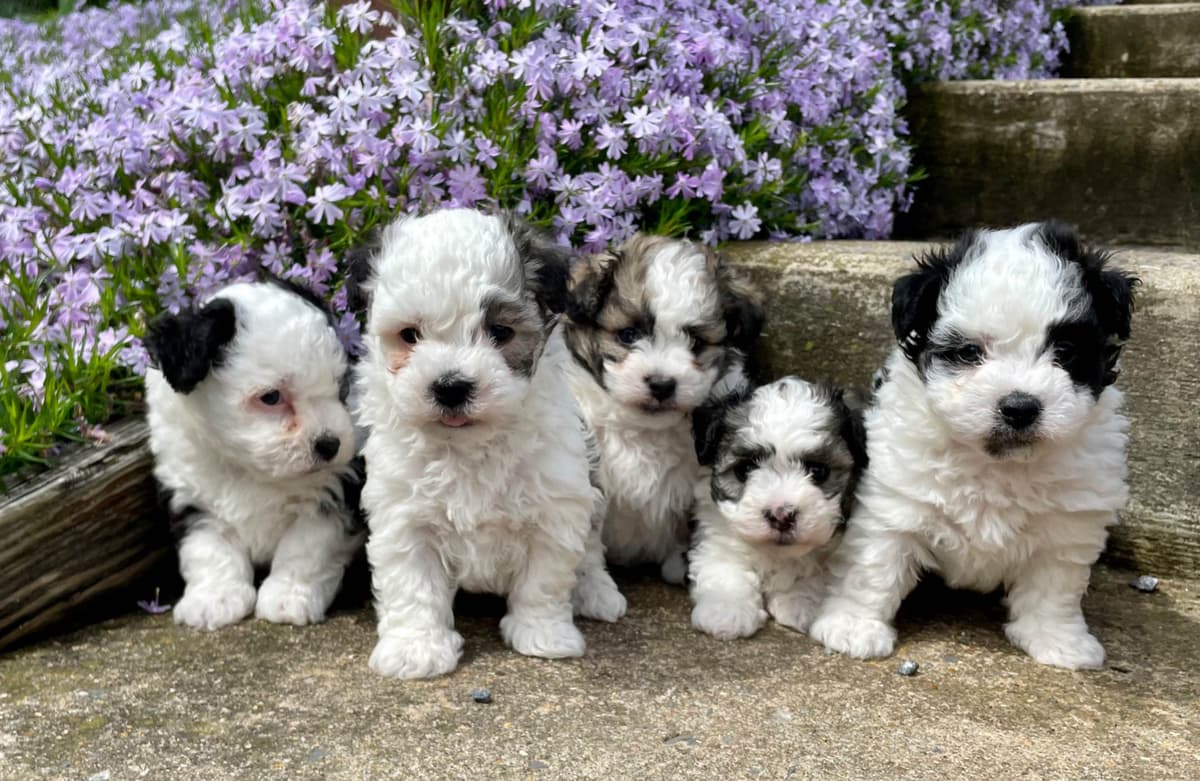 Beautiful Havanese Puppies. Call or text 717-807-7934 breeder image 3