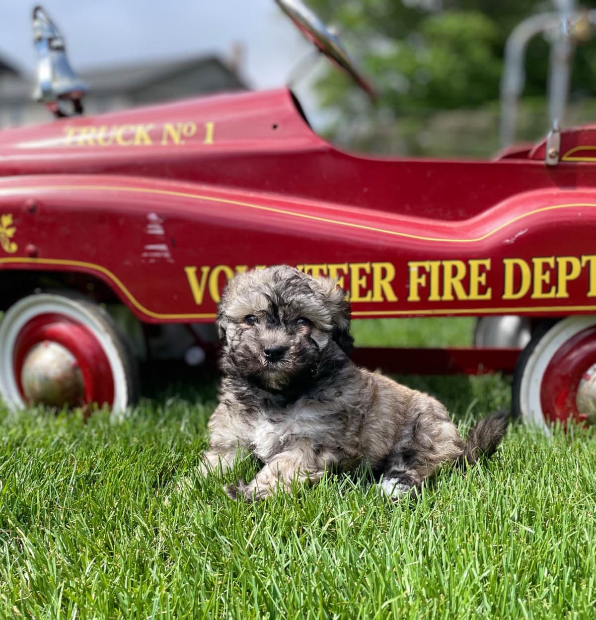 Beautiful Havanese Puppies. Call or text 717-807-7934 breeder image 21