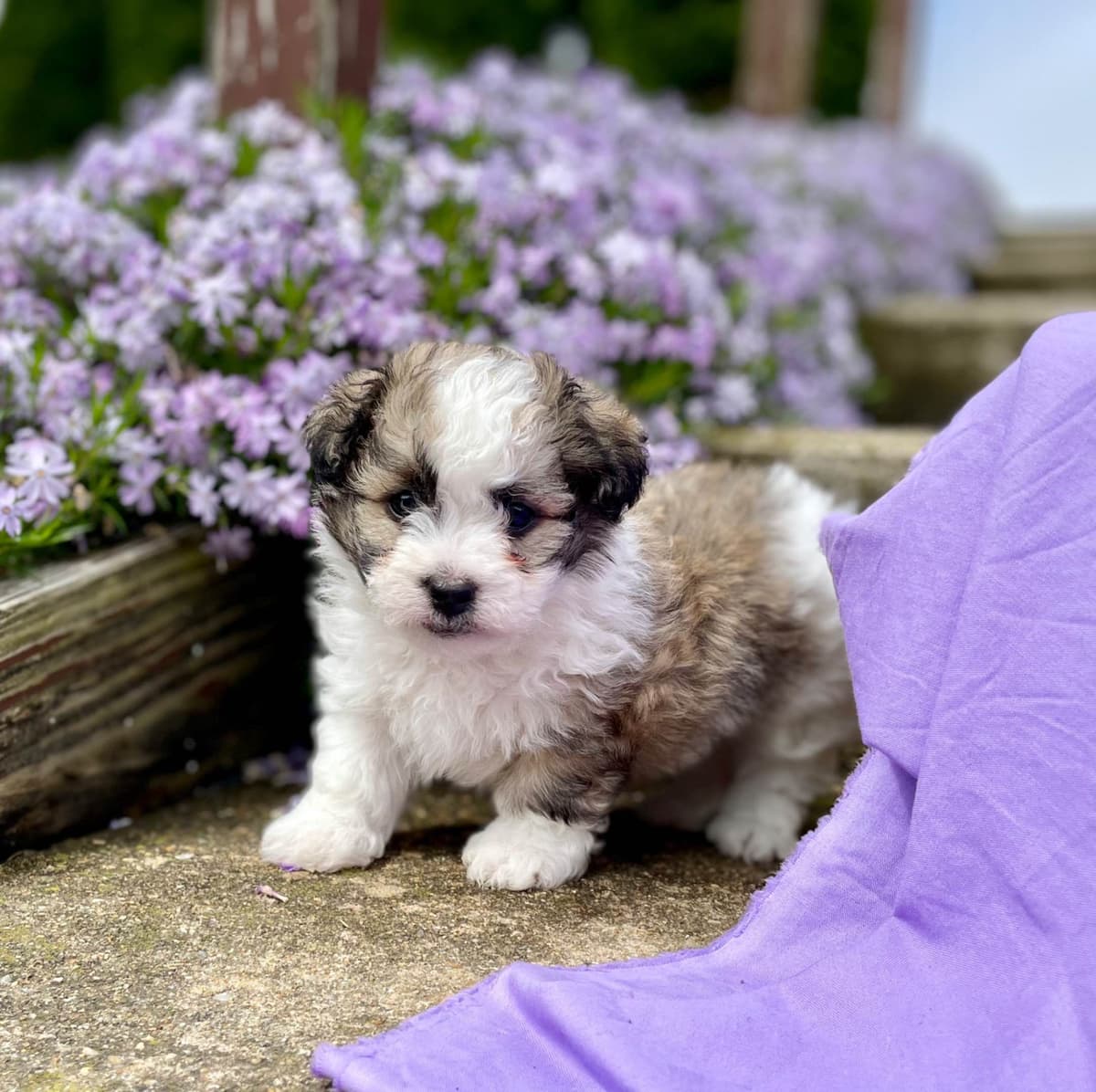 Beautiful Havanese Puppies. Call or text 717-807-7934 breeder image 23