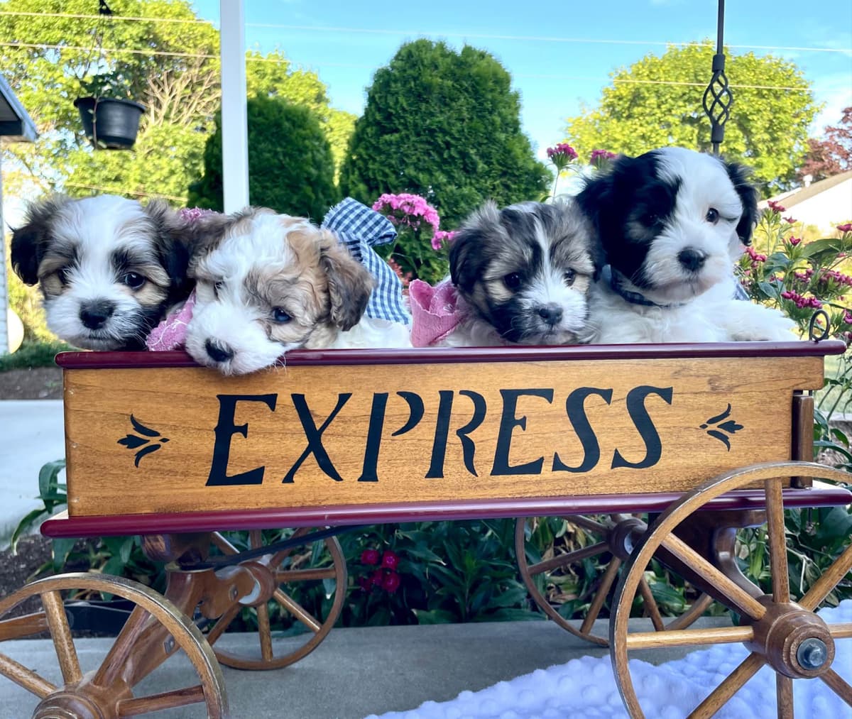 Beautiful Havanese Puppies. Call or text 717-807-7934 breeder image 2