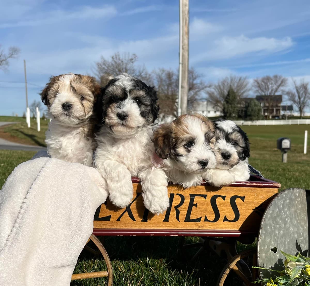 Beautiful Havanese Puppies. Call or text 717-807-7934 breeder image 27