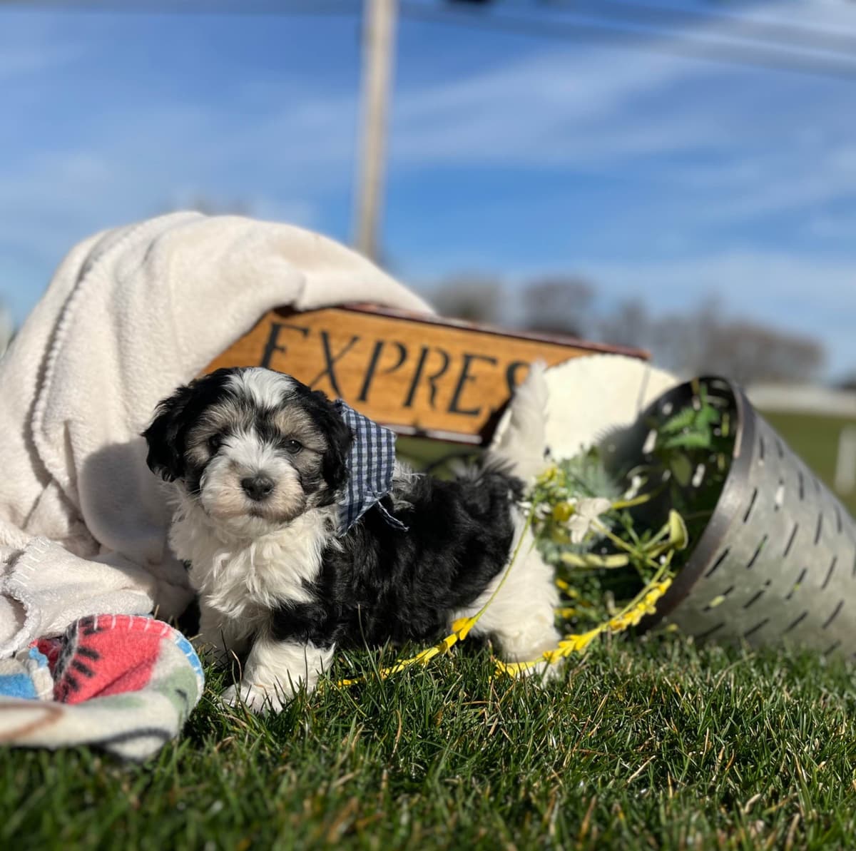 Beautiful Havanese Puppies. Call or text 717-807-7934 breeder image 28
