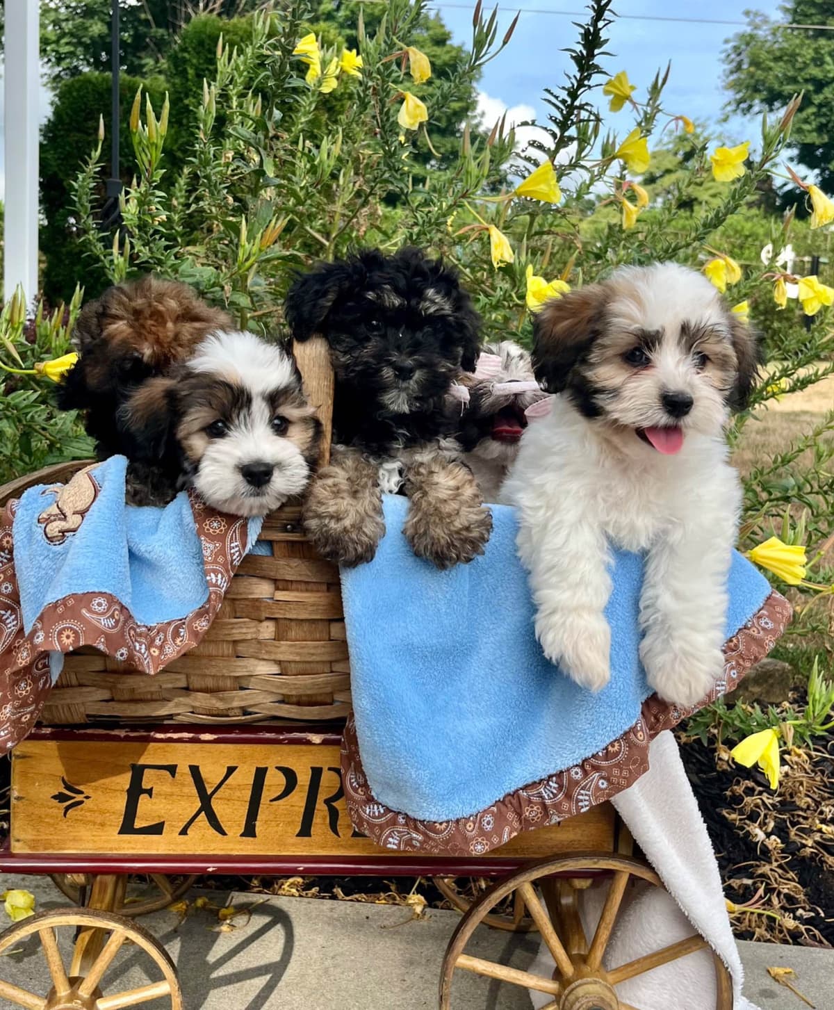 Beautiful Havanese Puppies. Call or text 717-807-7934 breeder image 1