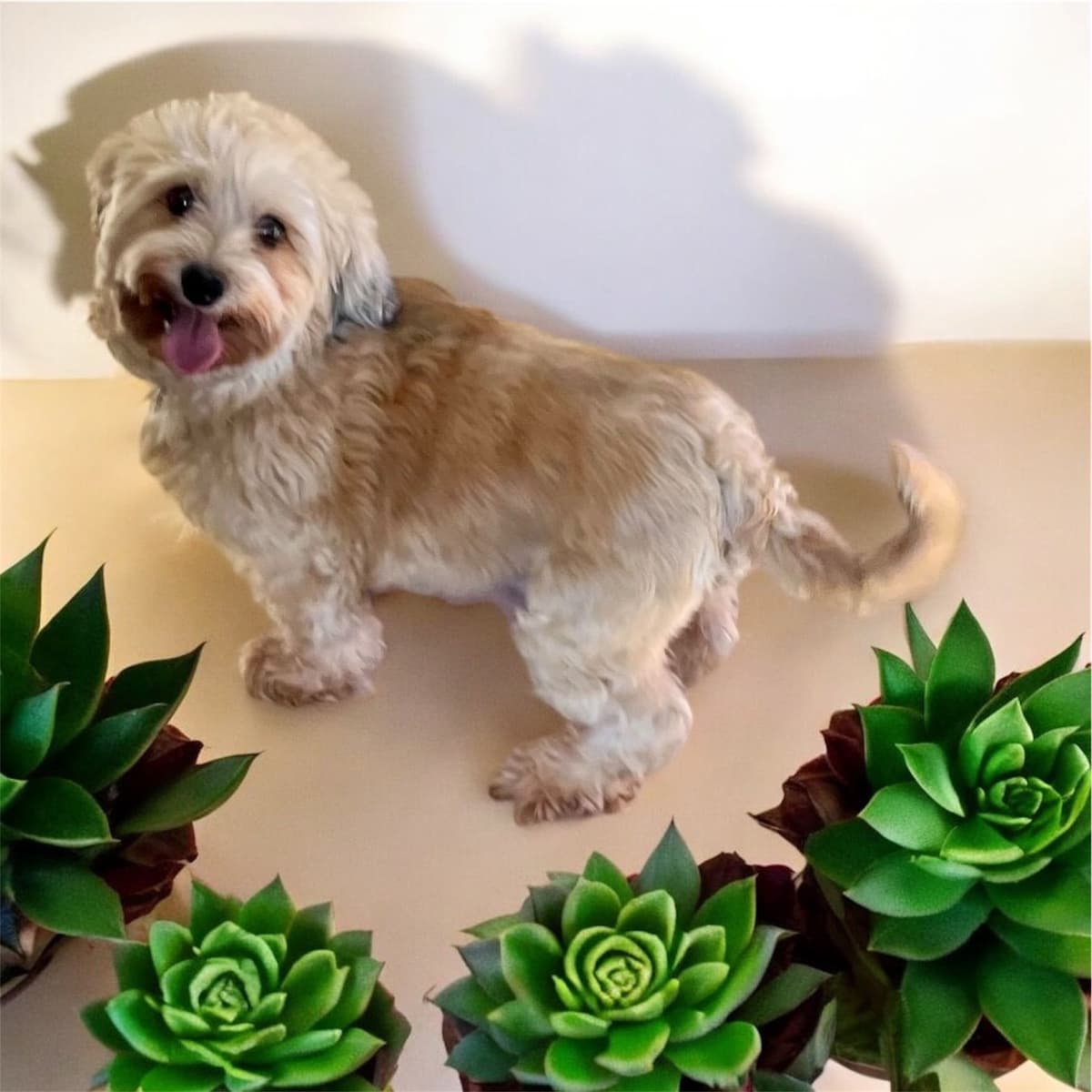 Beautiful Havanese Puppies. Call or text 717-807-7934 breeder image 29
