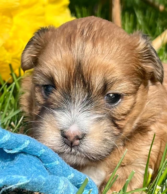 Beautiful Havanese Puppies. Call or text 717-807-7934 media 8