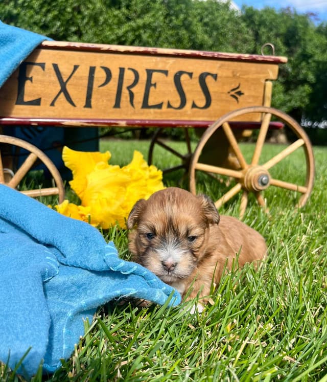 Beautiful Havanese Puppies. Call or text 717-807-7934 media 10