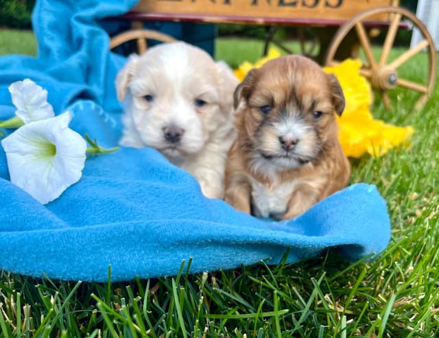 Beautiful Havanese Puppies. Call or text 717-807-7934 media 9
