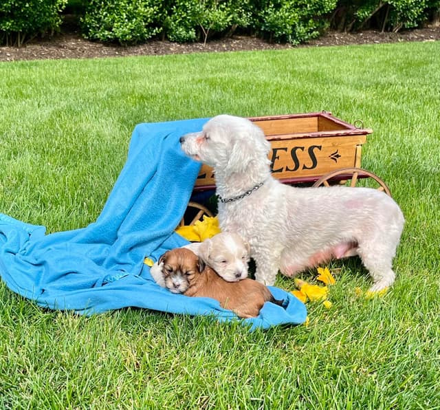 Beautiful Havanese Puppies. Call or text 717-807-7934 media 11
