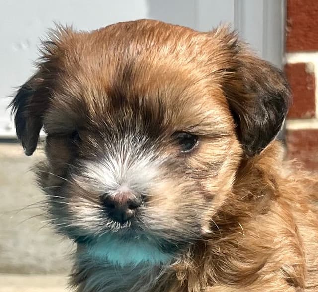 Beautiful Havanese Puppies. Call or text 717-807-7934 media 5